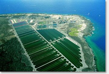 Spirulina Ponds Hawaii